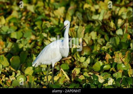 Snowy Egret (Egretta thula) auf der Suche nach Nahrung unter Wasserhyazinthen auf der Chapala See, Jocotopec, Jalisco, Mexiko Stockfoto