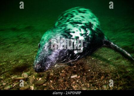 Graue Robbe schwimmt unter Wasser auf Bonaventure Island in Kanada Stockfoto