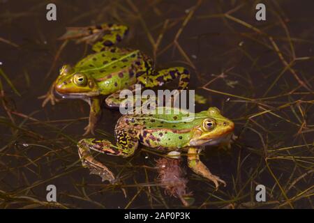 Europäischer Speisefrosch (Rana esculenta). Zwei Driften in Wasser während der Laichzeit. Deutschland Stockfoto