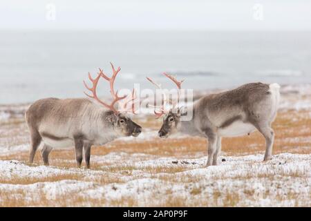 Svalbard-Rentiere (Rangifer tarandus platyrhynchus). Zwei im Schnee stehende Bullen. Spitzbergen Stockfoto