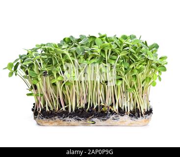 Mikrogrünsprossen - gesunde und frische Lebensmittel Stockfoto