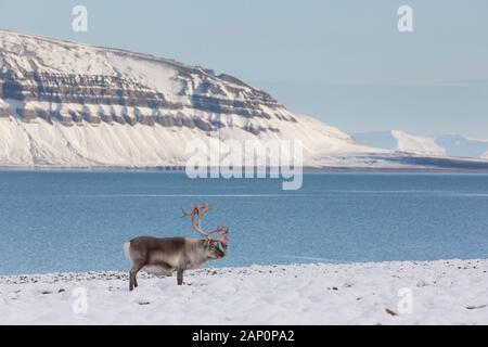 Svalbard-Rentiere (Rangifer tarandus platyrhynchus). Bulle in samt steht im Schnee nahe der Küste. Spitzbergen Stockfoto