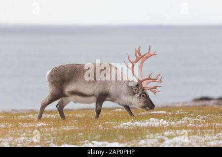 Svalbard-Rentiere (Rangifer tarandus platyrhynchus). Bull im Schnee. Spitzbergen Stockfoto