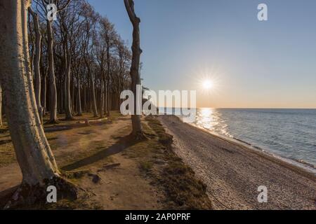 Die Ghost Forest in der Nähe der Ortschaft Nienhagen, Mecklenburg-Western Pomerania, Deutschland Stockfoto