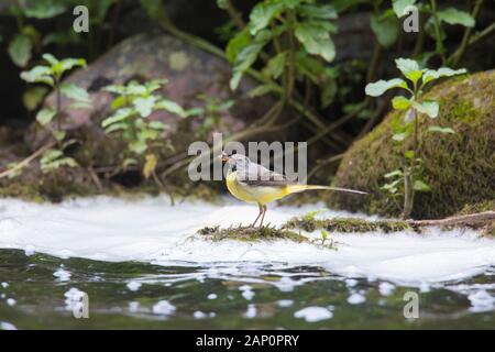 Grauer Wagschwanz (Motacilla cinerea). Männchen steht auf einem Felsen in einem Bach, mit Insekten für die Jungen im Schnabel. Scania, Schweden Stockfoto