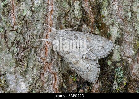 Amerikanische Dolch Motte (Acronicta americana) ruht auf Kastanie Eiche. Weiser State Forest, Pennsylvania, Juni. Stockfoto