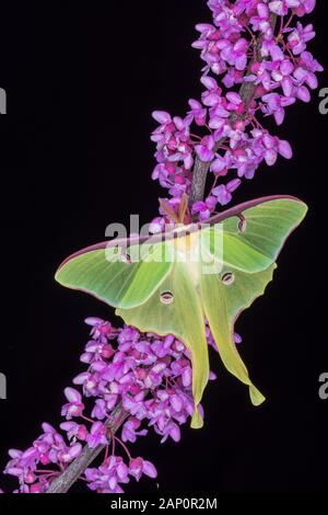 Luna Moth (Actias Luna) landete auf der Östlichen Redbud in voller Blüte. Great Smoky Mountains National Park, Tennessee, Frühling. Stockfoto