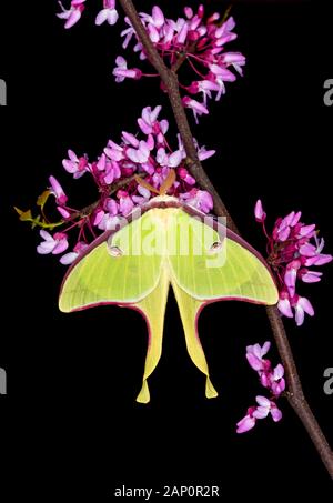 Luna Moth (Actias Luna) landete auf der Östlichen Redbud in voller Blüte. Great Smoky Mountains National Park, Tennessee, Frühling. Stockfoto