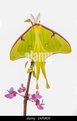 Luna Moth (Actias luna) Landete vor weißem Hintergrund in voller Blüte auf Eastern Redbud. Great Smoky Mountains National Park, Tennessee, Frühling. Stockfoto