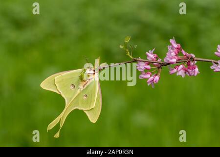 Luna Moth (Actias Luna) landete auf der Östlichen Redbud in voller Blüte. Great Smoky Mountains National Park, Tennessee, Frühling. Stockfoto