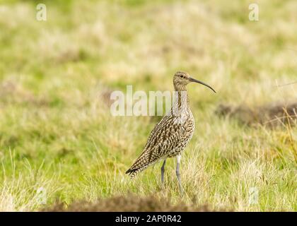 Curlew (Wissenschaftlicher Name: Numenius arquata) Erwachsenen Brachvögel, einer Hochebene Vogel, im natürlichen Lebensraum auf Moorland in Yorkshire, UK während der Brutzeit Stockfoto