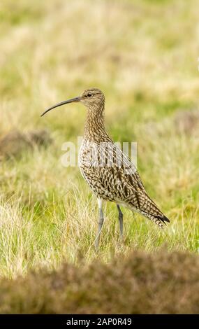 Curlew (Wissenschaftlicher Name: Numenius arquata) Erwachsenen Brachvögel, einer Hochebene Vogel, im natürlichen Lebensraum auf Moorland in Yorkshire, UK während der Brutzeit Stockfoto