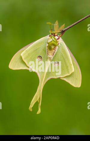 Luna Moth (Actias Luna) landete auf der Östlichen Redbud in voller Blüte. Great Smoky Mountains National Park, Tennessee, Frühling. Stockfoto