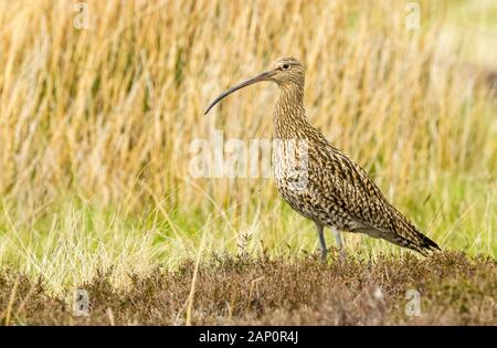 Curlew (Wissenschaftlicher Name: Numenius arquata) Erwachsenen Brachvögel, einer Hochebene Vogel, im natürlichen Lebensraum auf Moorland in Yorkshire, UK während der Brutzeit Stockfoto