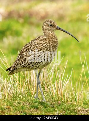 Curlew (Wissenschaftlicher Name: Numenius arquata) Erwachsenen Brachvögel, einer Hochebene Vogel, im natürlichen Lebensraum auf Moorland in Yorkshire, UK während der Brutzeit Stockfoto