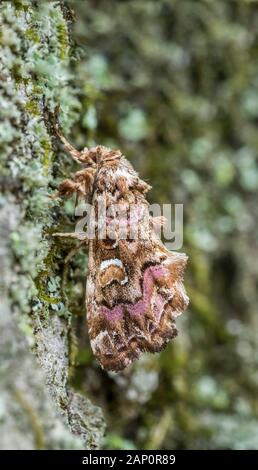 Rosa-schattierten Farn Motte (Callopistria Mollissima) ruht auf Flechten bedeckt Rinde. Weiser State Forest, Pennsylvania, Mai. Stockfoto