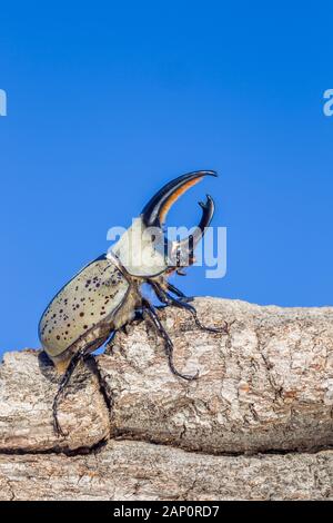 Grant's Nashorn Käfer (Dynastes granti) aka Western Hercules Beetle. Große Männchen auf dem Rand von log. Tonto National Forest, Arizona, September. Stockfoto