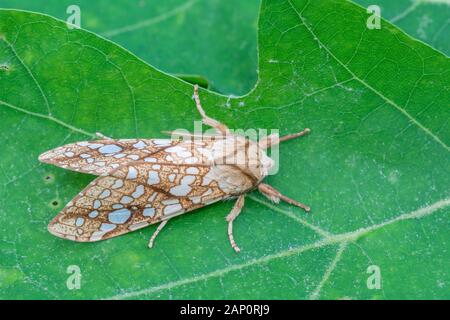 Hickory Tussock Motte (Lophocampa caryae) ruht auf Blatt. Weiser State Forest, Pennsylvania, Juni. Stockfoto