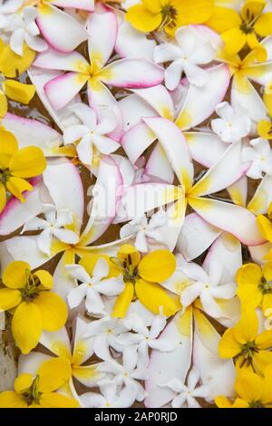 Frangipani Flowers, Galle, Südprovinz, Sri Lanka Stockfoto
