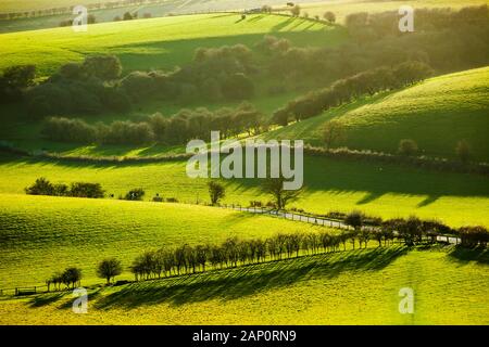 Winter am Nachmittag in South Downs National Park, West Sussex, England. Stockfoto