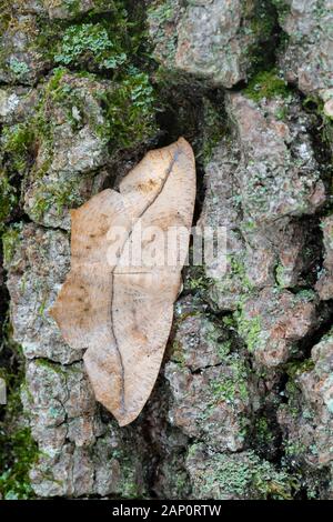 Große Ahorn Spanworm (Prochoerodes Lineola) Motte auf Baumstamm. Weiser State Forest, Pennsylvania, September. Stockfoto