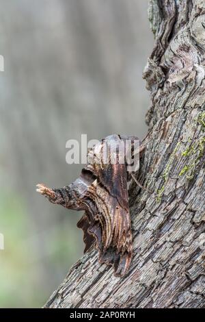 Abbott's Sphinx Moth (Sphecodina abbottii) ruht auf Rebsorten. Roanoke River, Schottland Hals, Nord-Carolina, April. Stockfoto