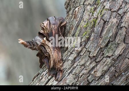 Abbott's Sphinx Moth (Sphecodina abbottii) ruht auf Rebsorten. Roanoke River, Schottland Hals, Nord-Carolina, April. Stockfoto