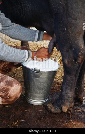 Diwara Indien 10. Januar. 2020: Schließen Sie Büffelmilch im Melkeimer. Stockfoto