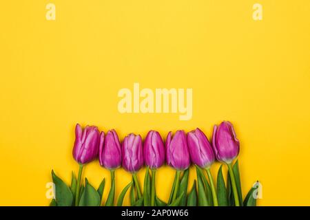 Rosa lila Tulpen auf gelben Hintergrund. Einfaches Design Stockfoto