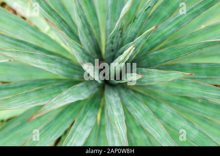 Nahaufnahme Blick auf frischen grünen tropischen Pflanzen yucca Blätter für Hintergrund Stockfoto