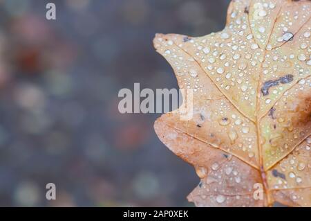 Eichenlaub, braun Herbst mit Tautropfen. Stockfoto