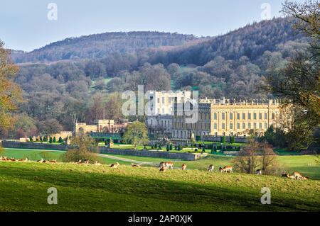 Chatsworth House, Peak District, England, an einem sonnigen Wintertag, mit einer Herde von Rehen Weiden in der Parklandschaft. Stockfoto