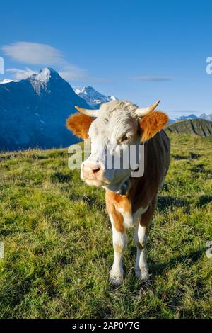 Hausrind. Kuh steht auf einer Alpenwiese, mit den Bergen Eiger (3967 m) und Jungfrau (4158 m) im Hintergrund. Berner Alpen, Schweiz Stockfoto