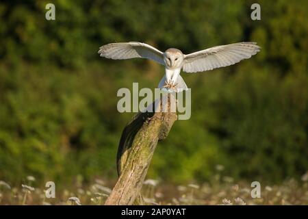Schleiereule (Tyto alba), (C), Hampshire, England, Großbritannien Stockfoto