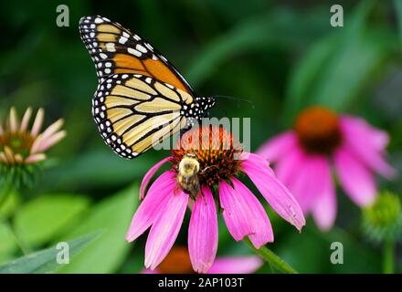 Monarch-Schmetterling und eine Biene, die eine rosafarbene Koneblume bestäuben Stockfoto