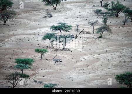 Okonjima, Namibia. 04 Mär, 2019. Eine einzelne Oryx Antilope (Oryx gazella) wandert durch die Savanne Landschaft in der okonjima Nature Reserve, am 04.03.2019. Das familiengeführte Okonjima Nature Reserve ist für seine zahlreichen Leopard und Löwe Sichtungen bekannt und ist die Heimat der Africat Foundation, eine Stiftung, die darauf abzielt, die Erhaltung der Raubtiere in ihrer natürlichen Umgebung zu leisten. Credit: Matthias Toedt/dpa-Zentralbild/ZB/Picture Alliance | Verwendung weltweit/dpa/Alamy leben Nachrichten Stockfoto