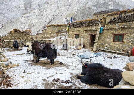 Yaks warten mit Waren im Dorf Dho Tarap in der Region Dolpo Nepal geladen werden Stockfoto