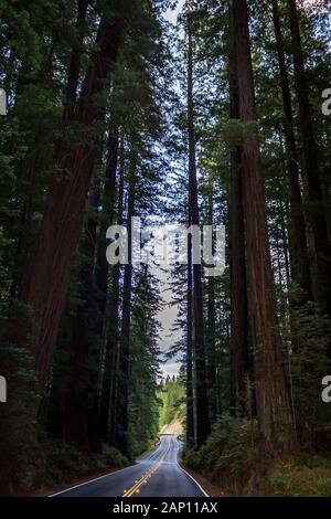 Das Licht langsam verblasst auf der Avenue des Riesen, Northern California, USA Stockfoto