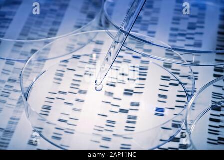 Probe in einer Petrischale über genetische Ergebnisse pipettiert. | Verwendung weltweit Stockfoto