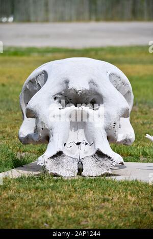 Skelettierter Elefant Schädel auf eine der Zufahrtsstraßen zum Etosha National Park, am 05.03.2019. Mit mehr als 22.000 Quadratkilometern, der Etosha Nationalpark, von Sonnenaufgang bis Sonnenuntergang geöffnet, ist eine der wichtigsten Sehenswürdigkeiten in Namibia. Bereits im Jahr 1907, der Deutsche Gouverneur Friedrich von Lindequist erklärt es ein Tier schutz, zu dieser Zeit das gesamte Gebiet der National Park bedeckt fast 95.000 Quadratkilometern, die jedoch nach und nach zur heutigen Größe wurde als Teil der Reformen reduziert Land an die Bevölkerung zu verteilen, mit dem Park immer dawith ab Stockfoto