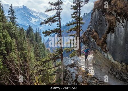 Trekking auf einem schmalen Pfad durch eine Schlucht auf dem unteren Dolpo-Trek in Nepal Stockfoto