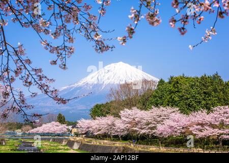 Mt. Fuji gesehen aus ländlichen Präfektur Shizuoka im Frühjahr Saison. Stockfoto