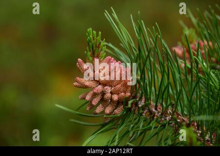 Scots Pine (Pinus sylvestris). Ast mit noch geschlossenen männlichen Blumen. Schweden Stockfoto