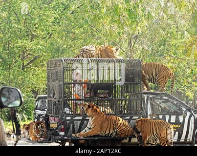 Bangkok, Thailand - 09 Dezember, 2019: Das Mädchen ist die Fütterung fünf Bengalischen Tiger mit Safari World Zoo. Stockfoto