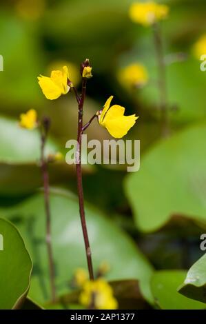 Gewöhnliches Bladderwort, Größeres Bladderwort (Utricularia vulgaris), blüht. Deutschland Stockfoto