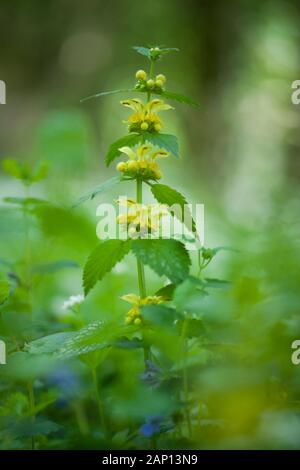 Gelber Erzengel (Lamium argentatum), blühender Stielchen. Deutschland Stockfoto