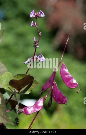 Hyazinth-Bohnen (Lablab purpureus) mit Blumen und Früchten Stockfoto