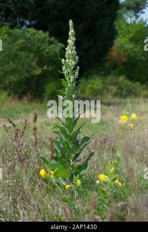 Weisses Mullein (Verbascum lychnitis), blühende Pflanze. Deutschland Stockfoto