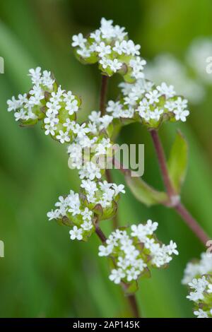 Feldsalat, des Lammes Lattuce (Valerianella Locusta), blühend. Deutschland Stockfoto