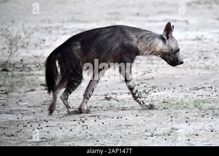 Saddleback Hyaena brunnea (Parahyena oder Hyaena brunnea), auch braune Hyäne oder Strand Wolf, ein Raubtier aus der Familie der Hyänen (Hyaenidae), am 24. Februar 2019 in der Kgalagadi Transfrontier National Park. Die meist scavenging Tier wiegt bis zu 50 Kilogramm und ist die einzige Hyäne Arten, deren Fell ist kaum gemusterten oder Streifen auf. Der Kgalagadi Transfrontier National Park wurde im Jahr 1999 durch die Zusammenlegung der Südafrikanischen Kalahari-Gemsbok-Nationalpark und der Gemsbok Nationalpark in Botswana und ist eine grenzüberschreitende Naturschutzgebiet in der Kalahari Wüste mit einer Fläche von rund 38.000 s erstellt Stockfoto